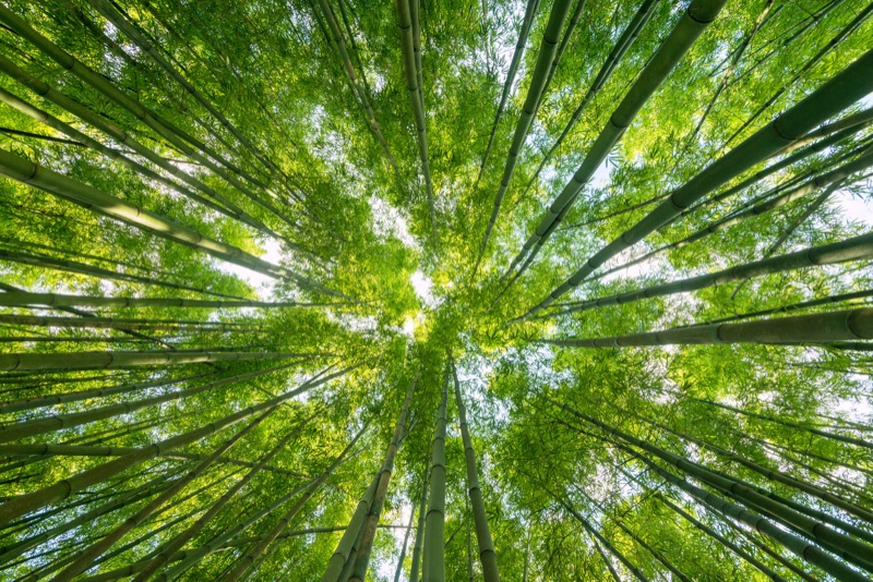 見上げた森林