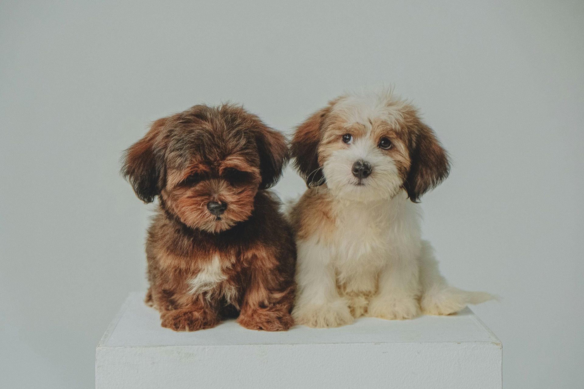 寄り添って座る2匹の犬