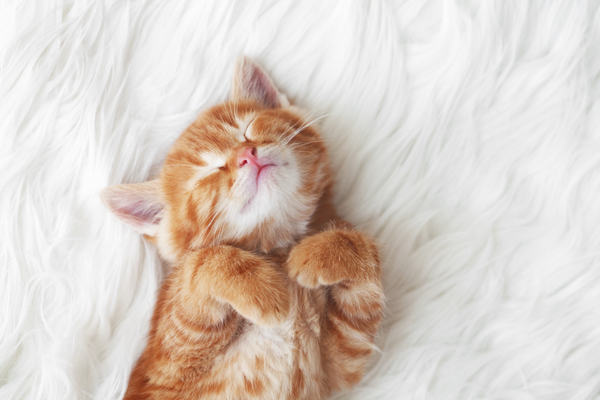 白い毛布の上でくつろぐ猫