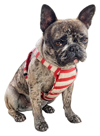 赤いボーダー服を着た犬