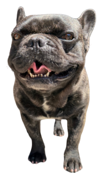 こちらへ歩く犬